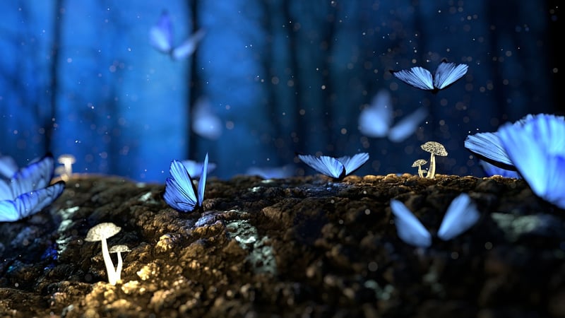Fairy Lights and Lanterns