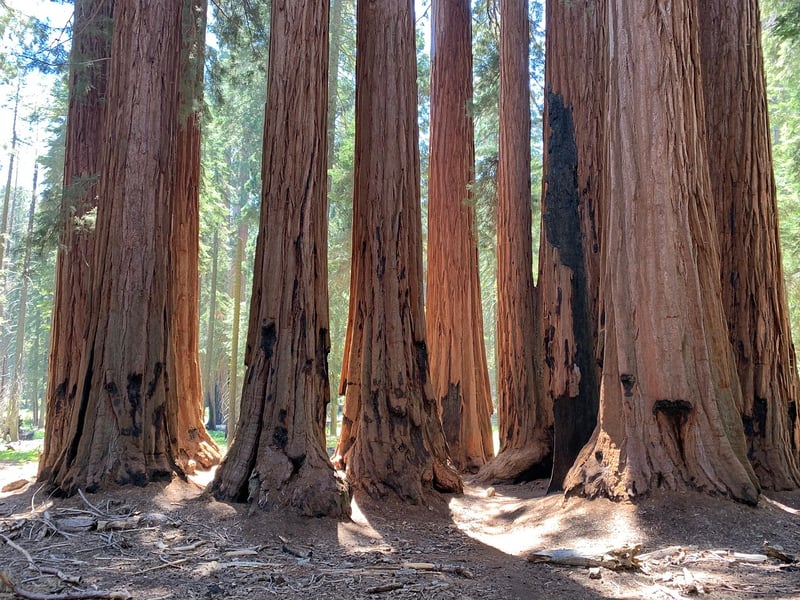 Redwood National Park