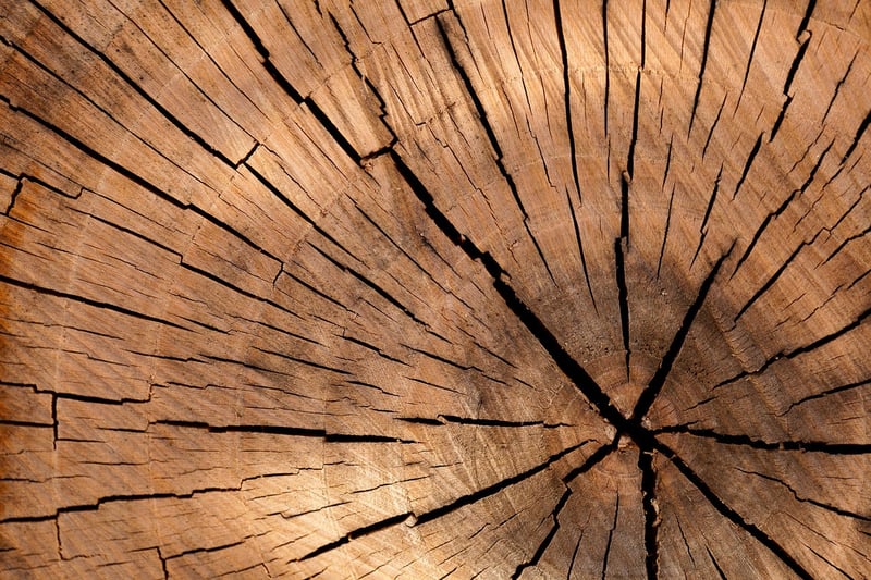 Tree Stumps and Wood Slices
